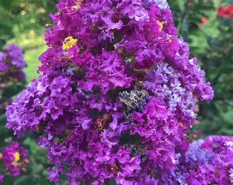 Dwarf Crape Myrtle Purple Velvet 20 Seeds - Etsy