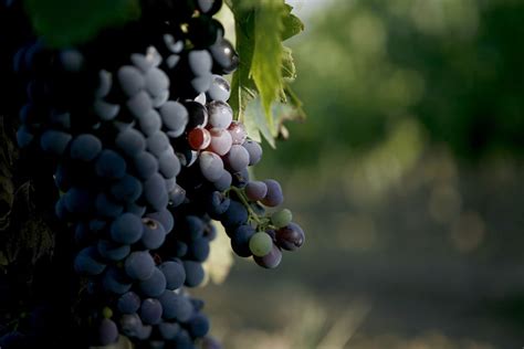 Montepulciano-grape – Using Your Suvie