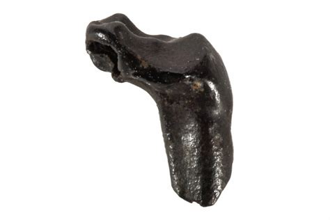 .18" Eocene Primate-Like (Plesiadapis) Mammal Molar Fossil - France (#214243) For Sale ...