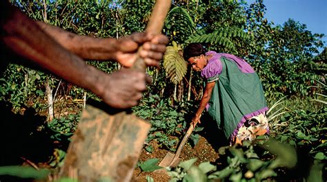 Better times for PNG farmers in the horizon