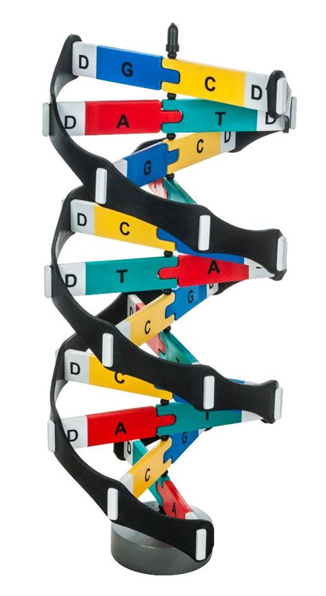 DNA Model Kit