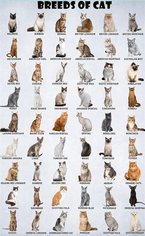 A cool guide to cat breeds : r/coolguides