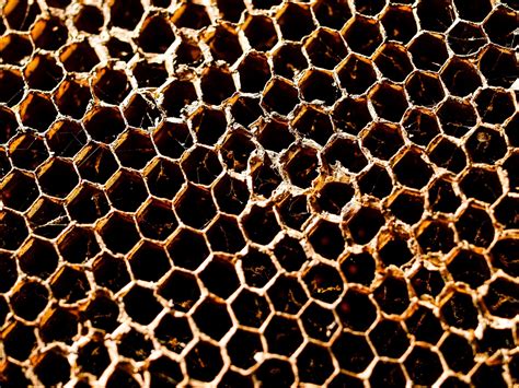 Honey Bee Hive Honeycomb Background Free Stock Photo - Public Domain ...