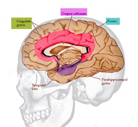 Neuroanatomy, Cingulate Cortex - StatPearls - NCBI Bookshelf