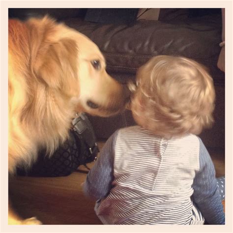 Kisses from a golden retriever! | Golden retriever, Retriever, Dogs