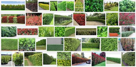 10 Best Hedging Plants | Hedging plants, Plants, Cool plants