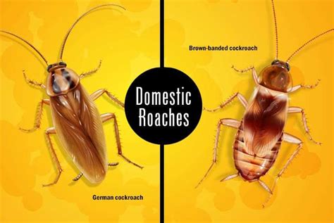 Water Bug Vs Roach: What's The Difference And How To Get Rid Of Them - [Updated February 2024 ]