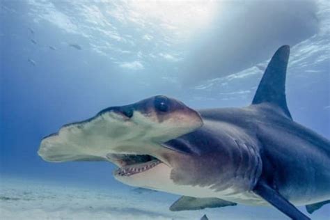 Hammerhead Shark | Incredible Facts, Pictures | A-Z Animals