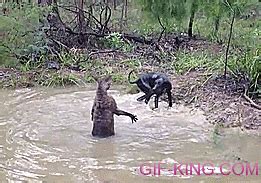 Kangaroo VS Dog | Funny Animal Images- Gif-King.com