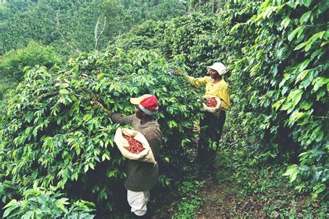 Coffee Farmers Stricken by Heavy Rains & Landslides - Nationwide 90FM