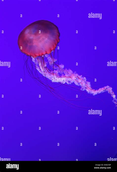 Pink Jellyfish in Toronto Aquarium Stock Photo - Alamy