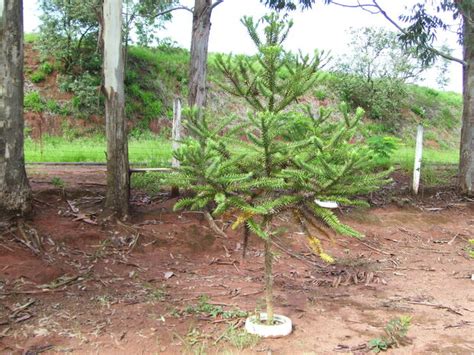 Paraná pine (Araucaria angustifolia) - 2 seeds - Onszaden