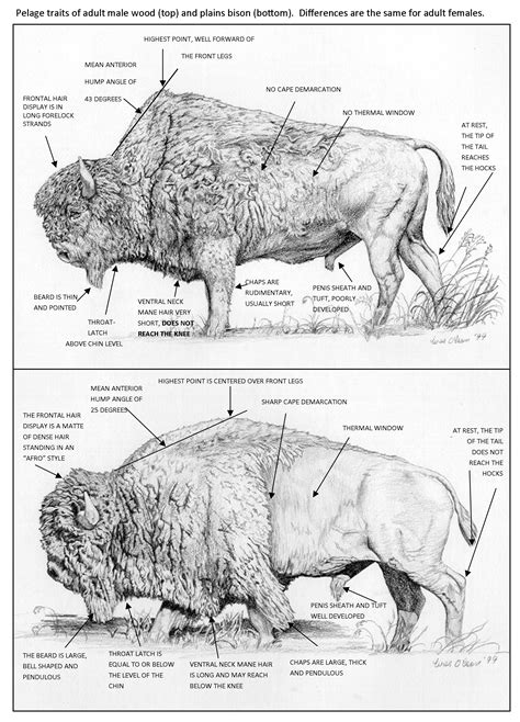 European Bison Vs American Bison