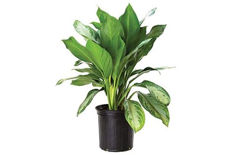 Low-Light Houseplants That Thrive in Near Darkness | Reader's Digest