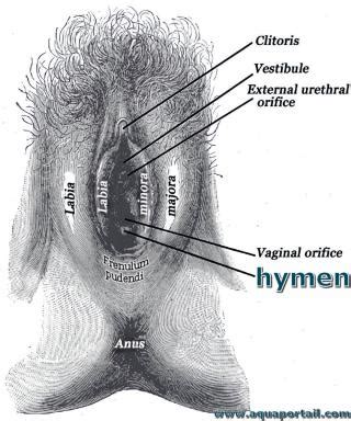 Hymen : définition et explications