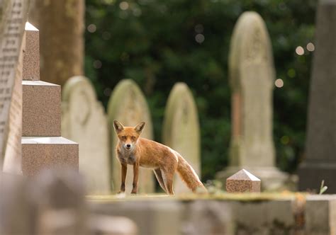 Urban Wildlife: How to Find and Photograph City Foxes | Nature TTL