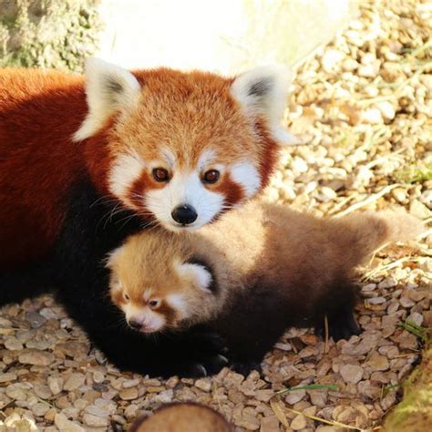 Panda Mom with her baby