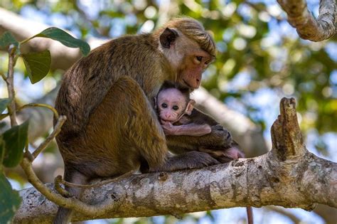 Wilpattu National Park Safari