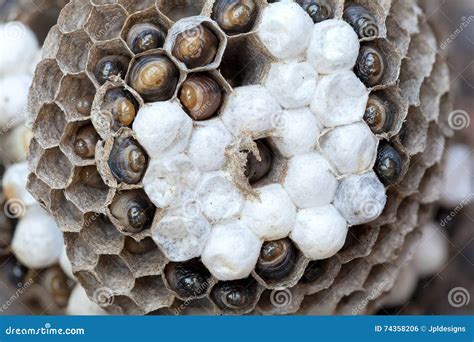 Nid De Guêpe Avec Des Larves Macro Photo stock - Image du nature, larves: 74358206