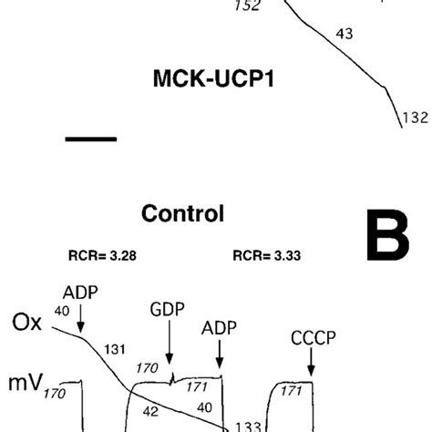 Respiratory activity. Respiratory activity and membrane potential of ...