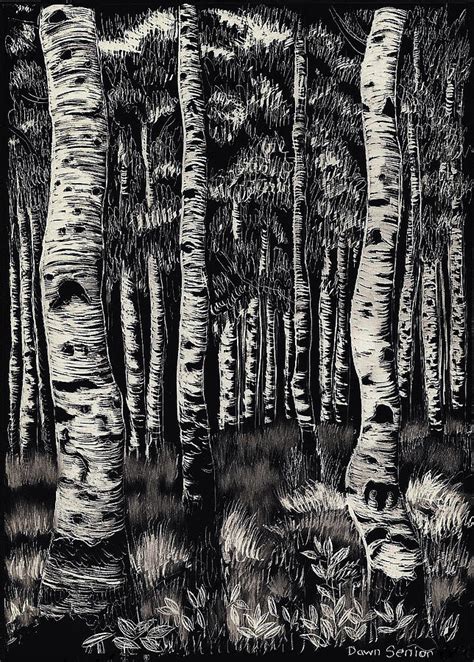 Aspens In Mountain Forest Drawing by Dawn Senior-Trask