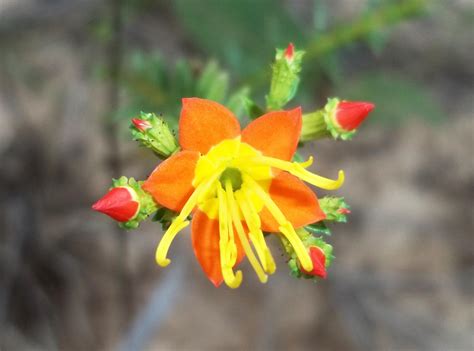 Brazilian cerrado flower by VitorViana on DeviantArt