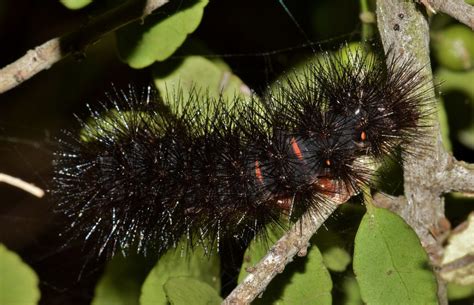 Stinging Caterpillars Identification and Guide | Owlcation