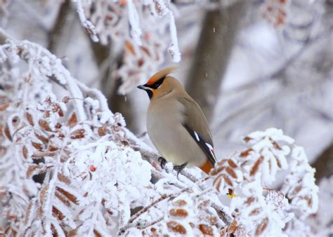 Bird of the Week! Bohemian Waxwing