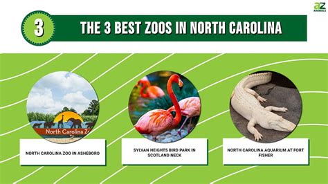 Discover the 3 Best Zoos in North Carolina (And the Ideal Time to Visit Each) - A-Z Animals