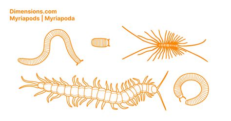 Myriapods | Myriapoda Dimensions & Drawings | Dimensions.com