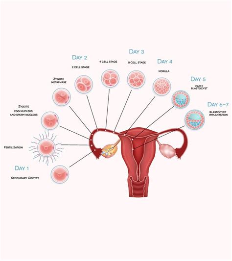 How Many Days Past Ovulation Do You Get Pregnancy Symptoms - PregnancyWalls