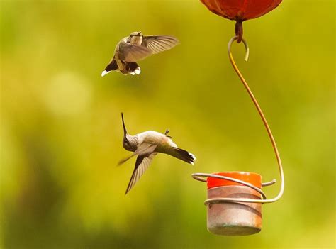 Can Hummingbirds Fly Backwards? - Birds and Blooms