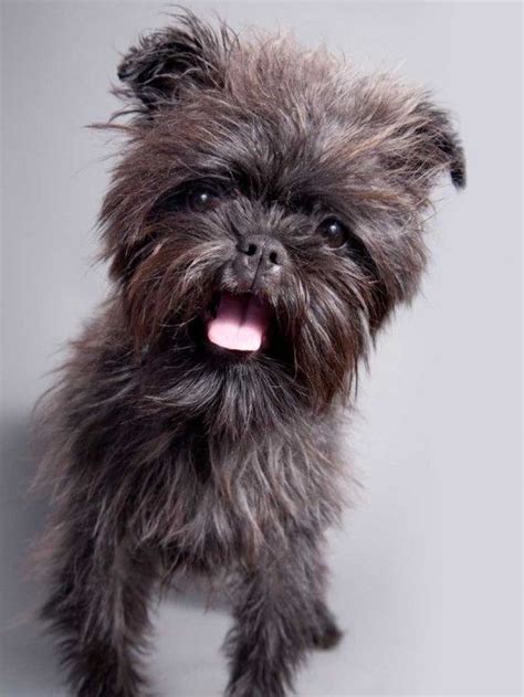 affenpinscher Puppy – the small dog breeds | Affenpinscher, Miniature ...