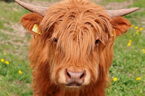 Mooooooo!?! | Portrait of a young highland bull who was curi… | Flickr