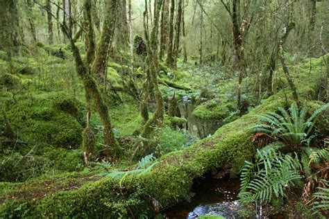 Free Images : tree, swamp, wilderness, stream, jungle, spruce, vegetation, rainforest, deciduous ...