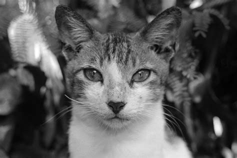 Grayscale Photography Of Cat · Free Stock Photo