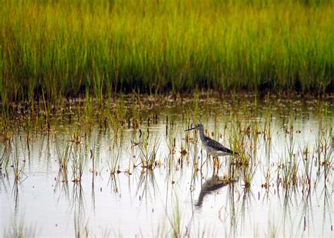 Photos: Spectacular saltwater marshes of the Eastern US | Live Science