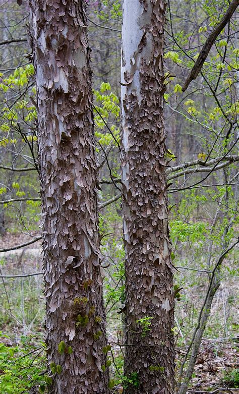 Rurification | Robin Edmundson: Sycamore Bark