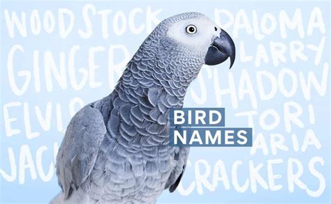 280 Pet Bird Names for Your Feathery Friend | BeChewy