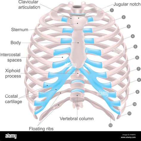 Thoracic cage is made up of bones and cartilage along, It consists of the 12 pairs of ribs with ...