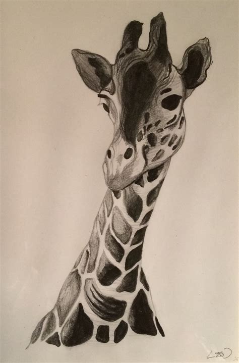 Giraffe Pencil Drawing at GetDrawings | Free download