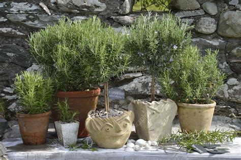 Pots of rosemary - Stock Image - C059/2384 - Science Photo Library