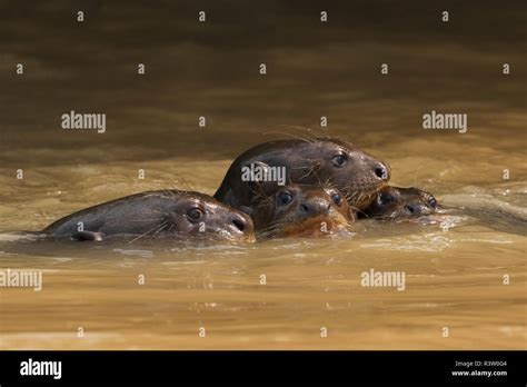 Giant Otter family Stock Photo - Alamy