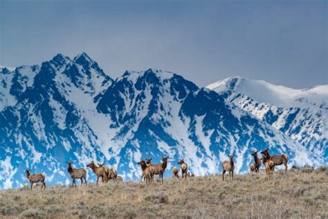 Grand Teton National Park Wildlife Tour from Jackson - Civitatis