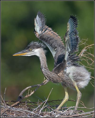 Baby Birdorable: Great Blue Heron in Baby Birds, Herons