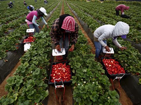 The strawberry business is just one example of how Trump’s promises would change the economy ...