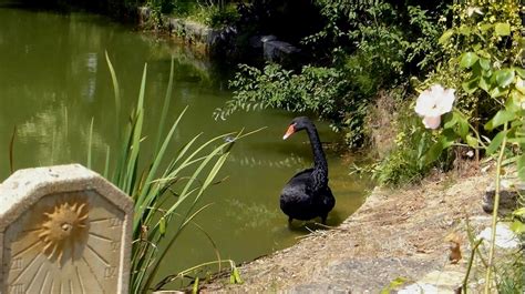 Swan Black Lake - Free photo on Pixabay - Pixabay