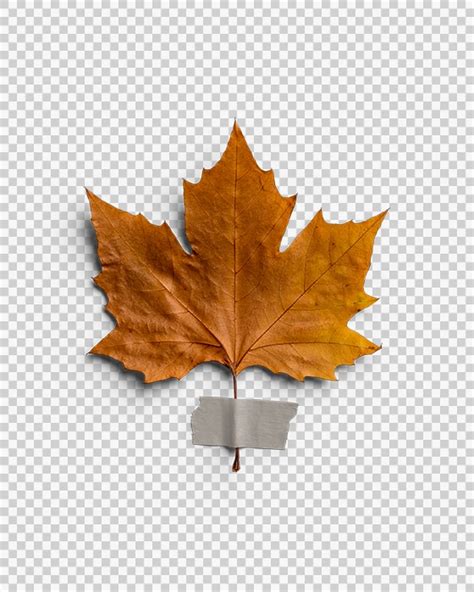 Maple Autumn Leaf 17 with Tape 03 PNG Image Transparent Background ...