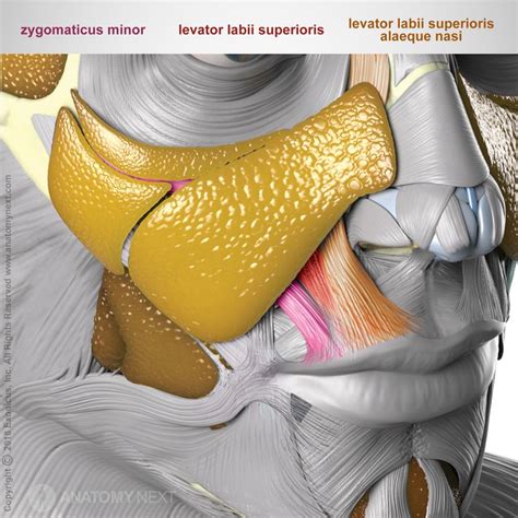 Levator labii superioris | Anatomy for artists, Facial anatomy, Face ...