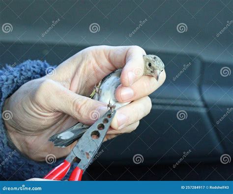 Juvenile Goldfinch Being Ringed Stock Image - Image of ring, goldfinch: 257284917